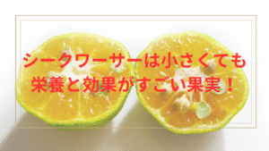 シークワーサー