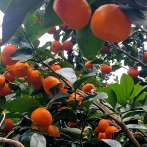 黄金(くがに）シークワーサー