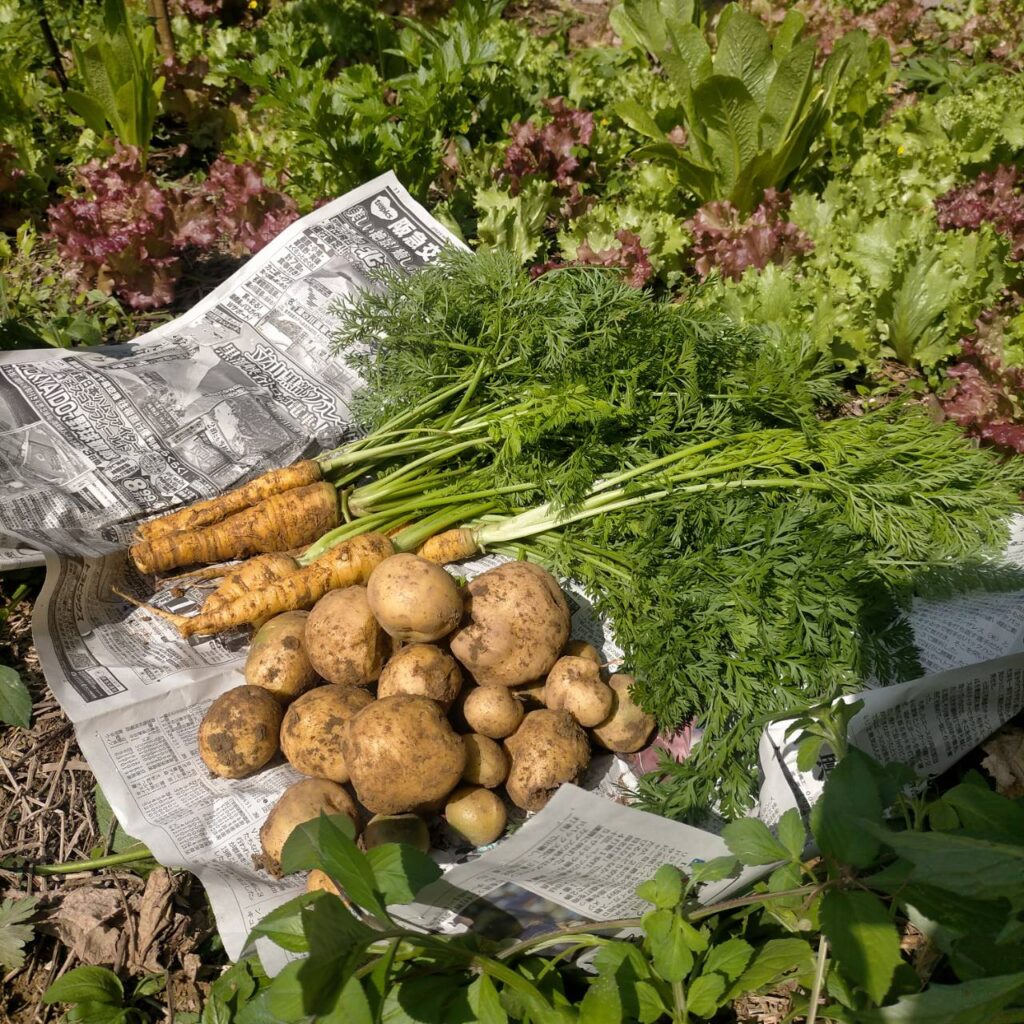 自然畑の採れたて野菜